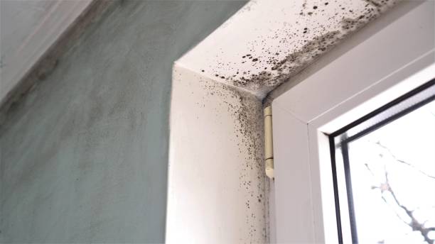 Certified Mold Removal in Beckett Ridge, OH