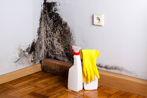 Best Fast Mold Removal  in Beckett Ridge, OH